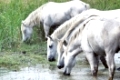 white wild horses in the Camarge landscape south of france
